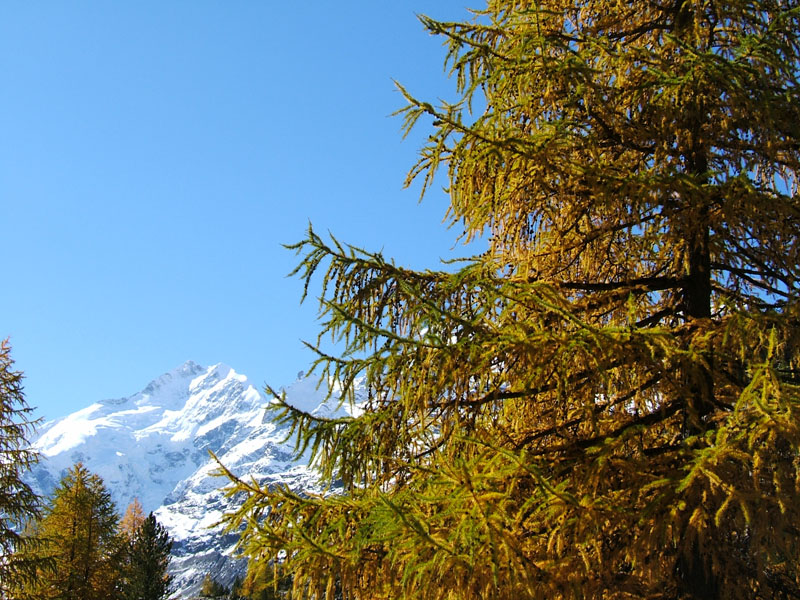 Il ghiacciaio del Morteratsch - Piz Bernina